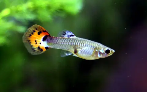 Guppy jantan berekor oranye berbintik hitam di akuarium