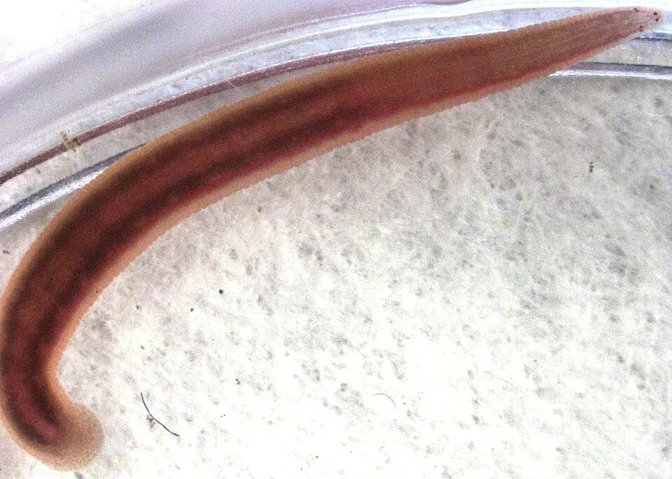 Lintah Asia, Barbronia weberi
