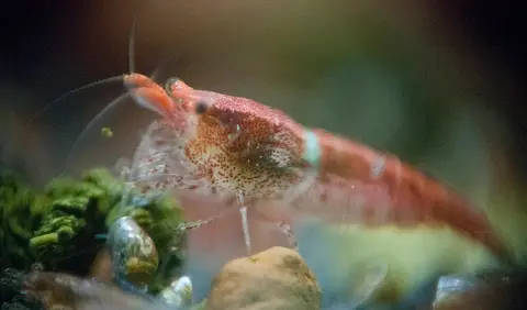 กุ้งเชอร์รี่ตัวเมียสีแดงน้ำตาล ภาพระยะใกล้ในตู้