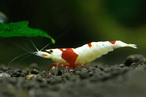 กุ้งคริสตัลเรดสีขาวลายแดงบนพื้นกรวดสีดำในตู้