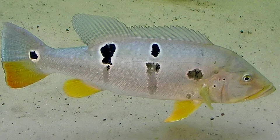 Cichla temensis SPECKLED PEACOCK BASS. Sea Life Hannover.