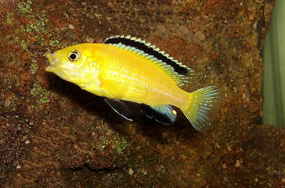 Labidochromis caeruleus en:Category:Cichlid images