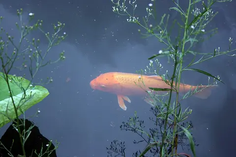 ปลาคาร์ปสีส้มเหลืองว่ายในบ่อที่มีพืชน้ำ
