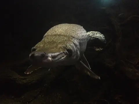 Ikan aligator