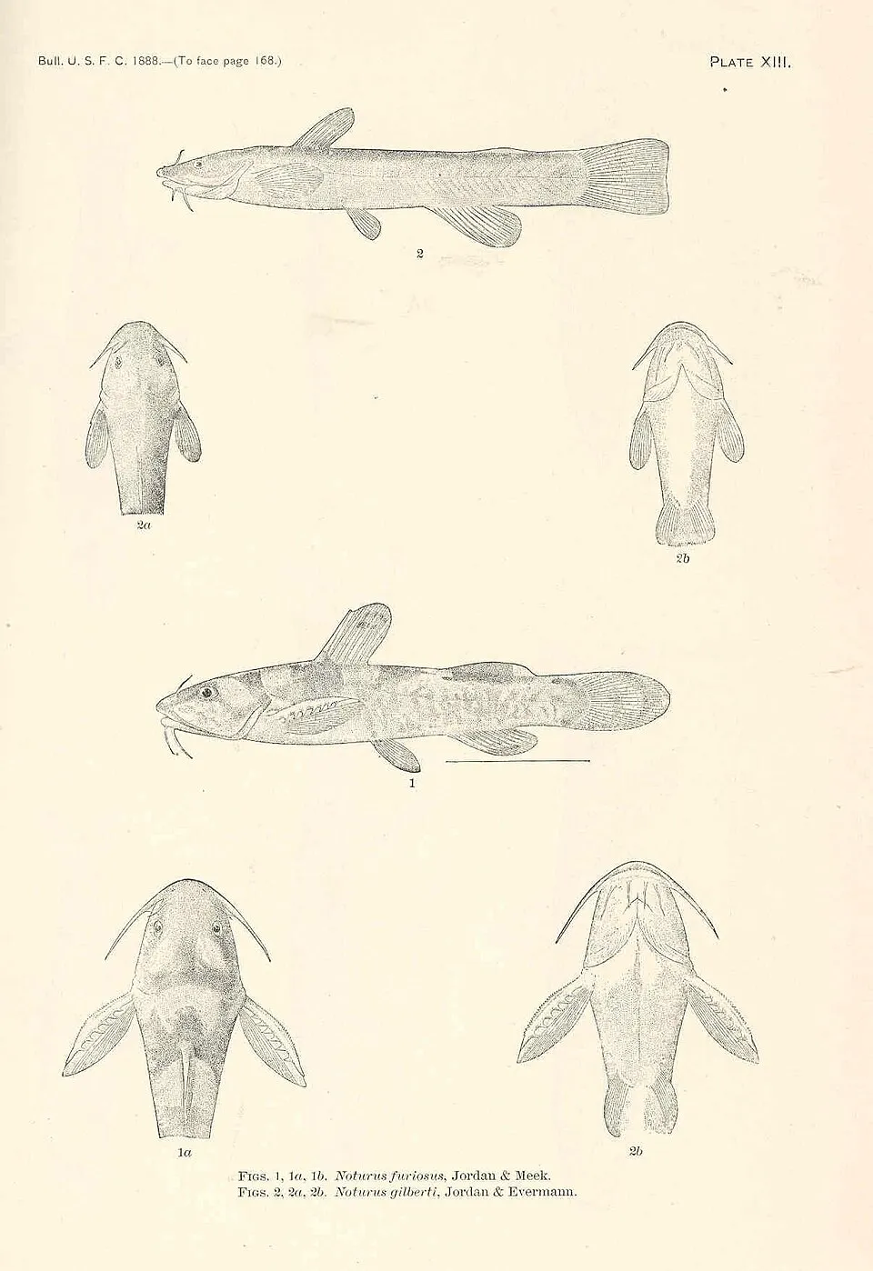 Noturus furiosus, Jordan & Meek (Figs. 1, 1a, 1b); Noturus gilberti, Jordan & Evermann (Figs. 2, 2a, 2b) Subject: Noturus Tag: Fish