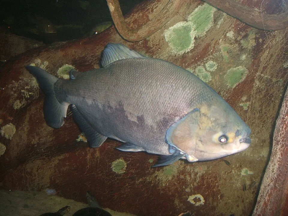 Colossoma brachypomus (silver pacu). Taken at the New England Aquarium (Boston, MA), December 2006. Copyright © 2006 Steven G. Johnson and donated to Wikipedia under GFDL and CC-by-SA.