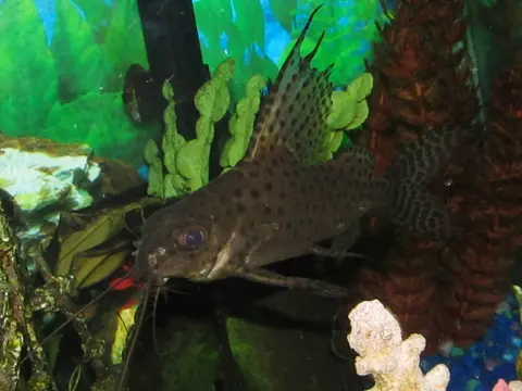 Synodontis Eupterus