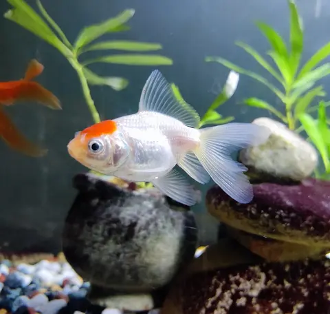 Ikan mas Oranda putih berkepala merah berenang di akuarium berkerikil dan tanaman air
