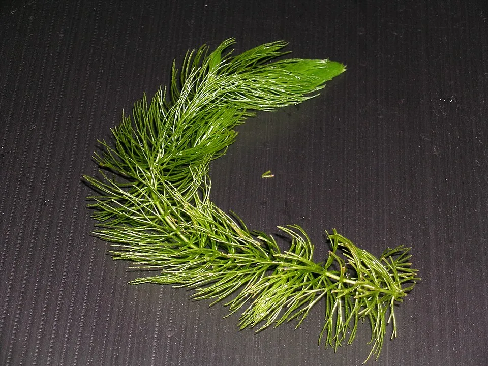 マツモと呼ばれる水草。"Hornwort" from Japan. In Japanese called “kingyo-mo”(kingyo: goldfish; mo: waterweed). A very popular aquatic plant in Japan.Almost aquarium cultivate to with goldfish. It is one's private