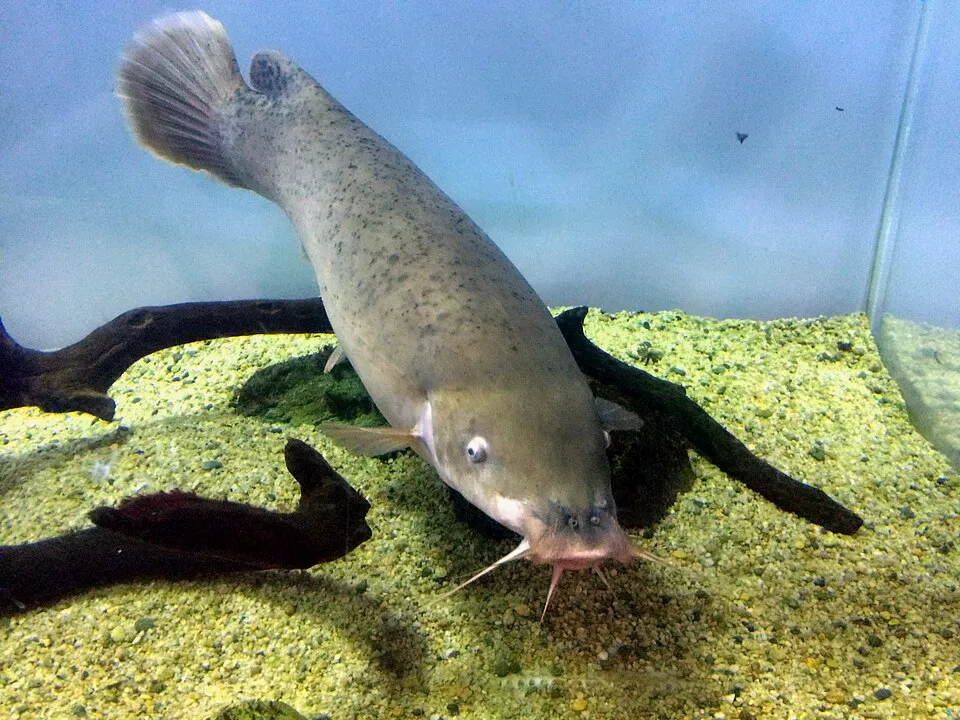 Smallmouth electric catfish (Malapterurus microstoma) in Hakone-en Aquarium, Japan.