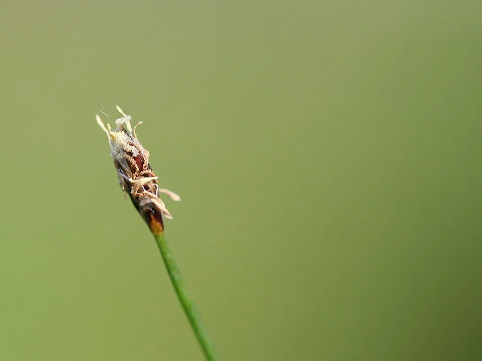 Cỏ tóc tiên, Eleocharis acicularis