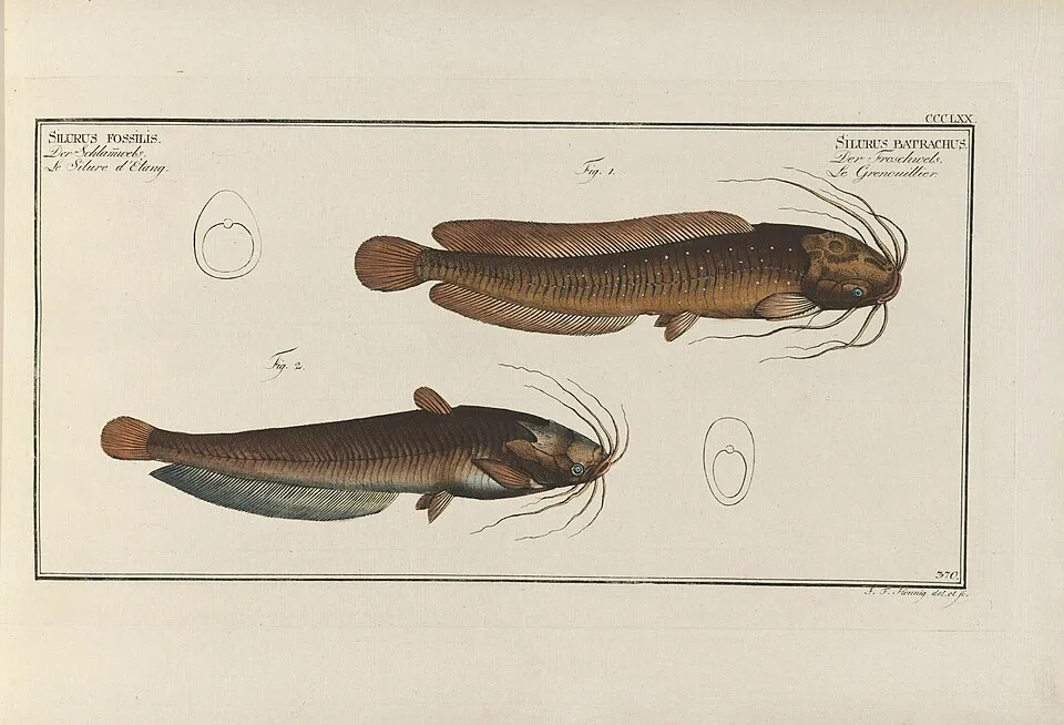 Heteropneustes fossilis syn. Silurus fossilis & Clarias batrachus syn. Silurus batrachusD. Marcus Elieser Bloch's, ausübenden Arztes zu Berlin ... Oeconomische Naturgeschichte der Fische Deutschlands