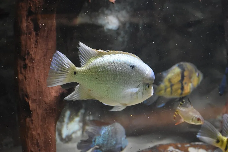 Cichlasoma argenté (Maskaheros argenteus) à l'Aquarium du palais de la Porte Dorée.