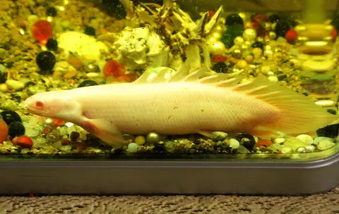 Polypterus Senegal
