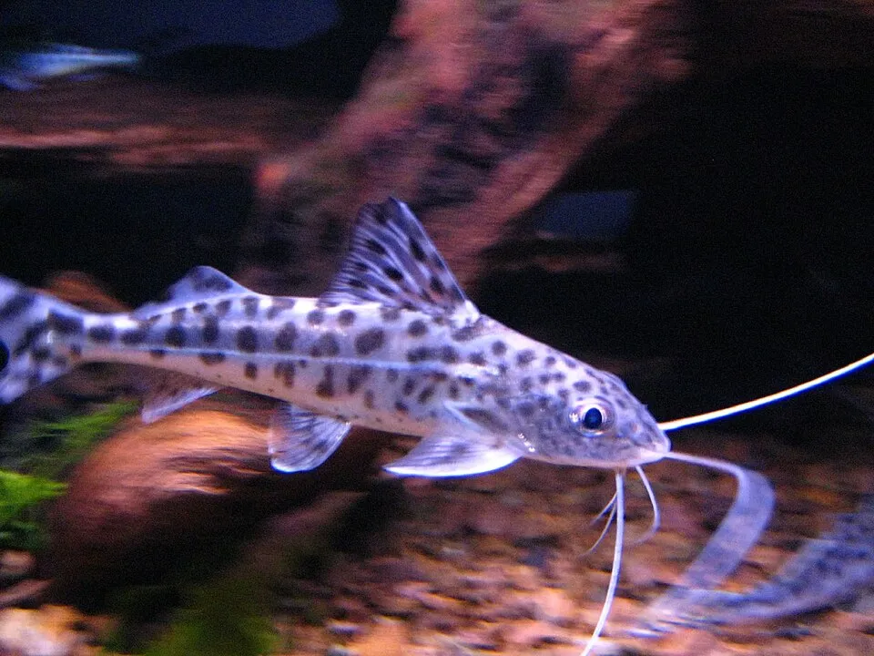Cá pictus, Pimelodus pictus