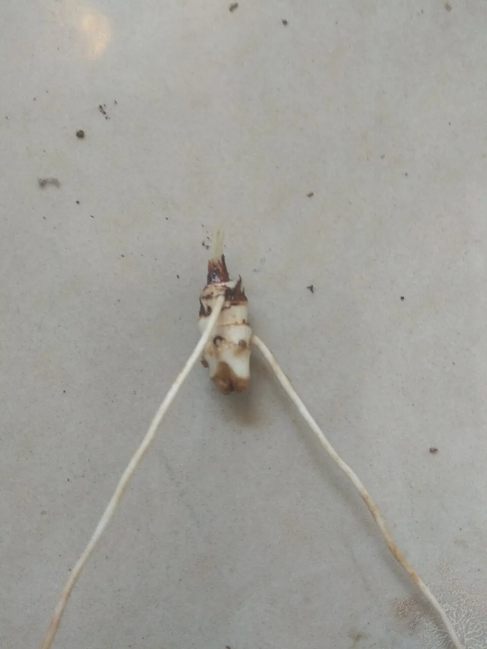 Rhizome of Cryotocorne sprialis.