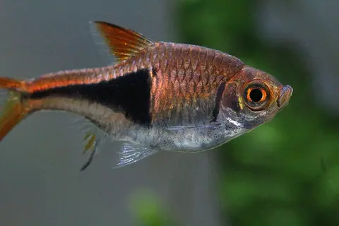 Rasbora Harlequin dewasa tampak samping, tubuh oranye kemerahan, bercak hitam jelas