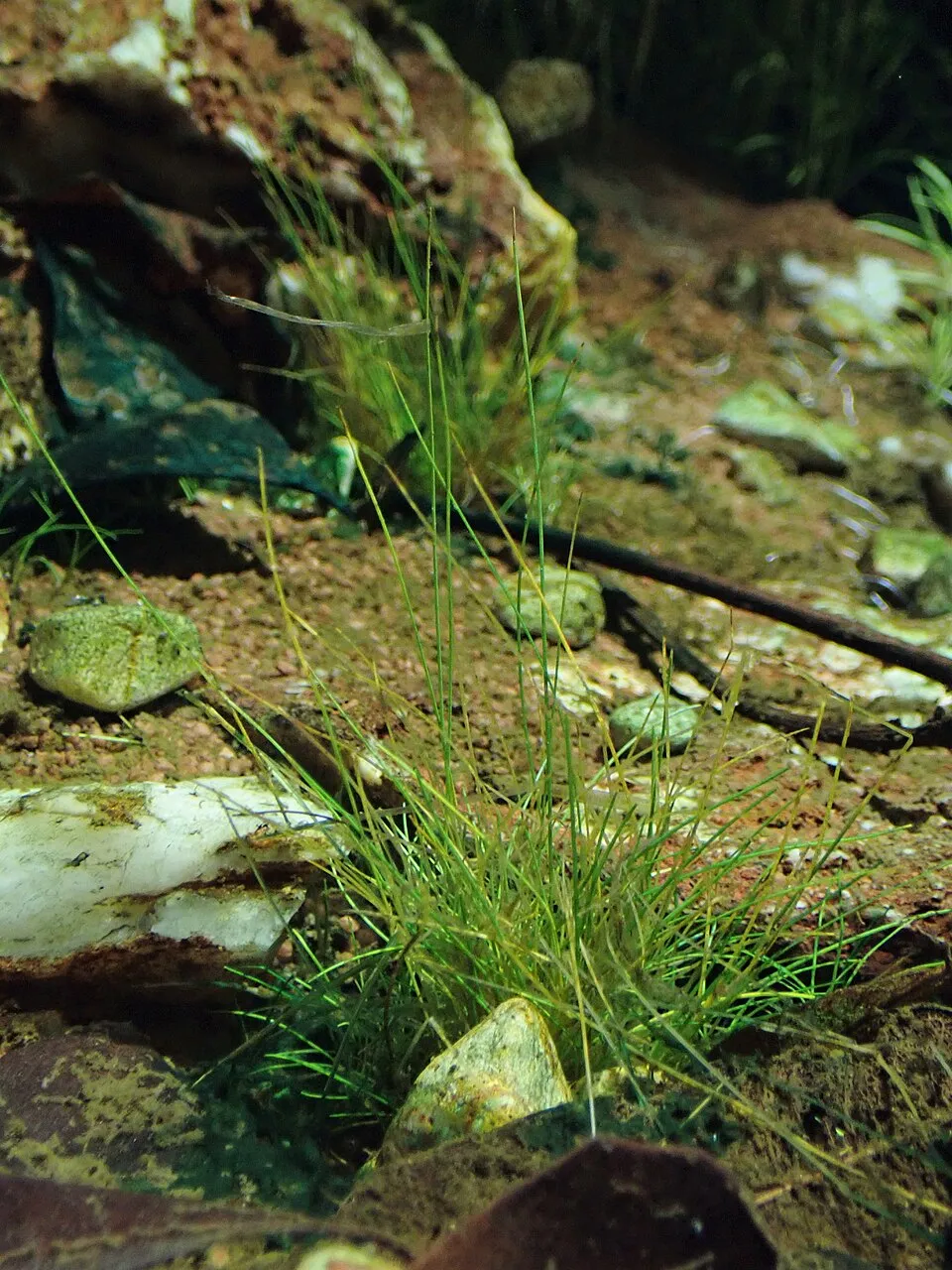 Cỏ lùn Eleocharis pusilla 'Mini', Eleocharis pusilla