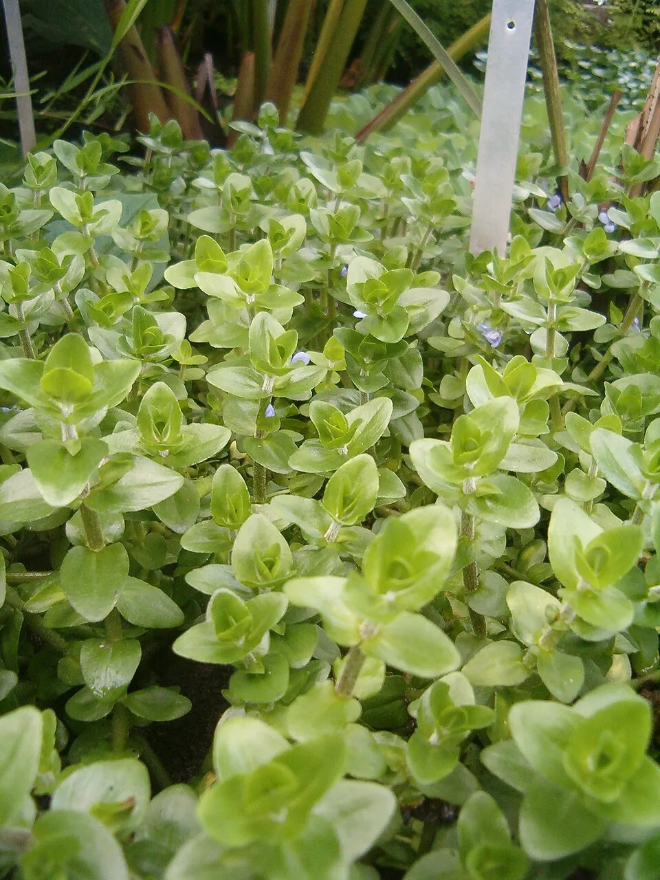 At Botanical Gardens Berlin-Dahlem Species Bacopa caroliniana