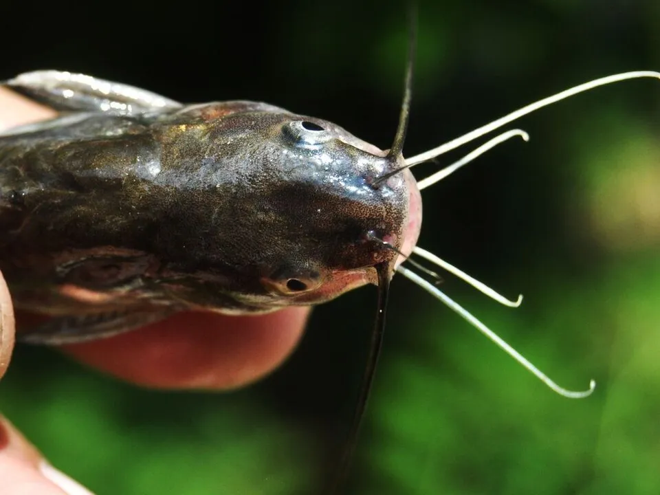 Mystus gulio, from Jawa Tengah, Indonesia
