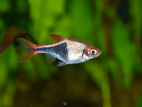 Rasbora Harlequin berenang di depan latar tanaman air hijau