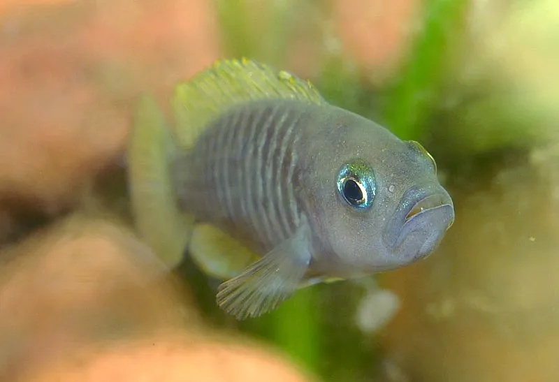Cá cichlid vỏ ốc đa vạch, Neolamprologus multifasciatus