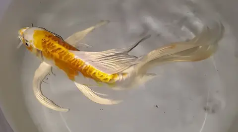 Ikan koi butterfly kuning oranye dengan sirip ekor panjang yang lembut