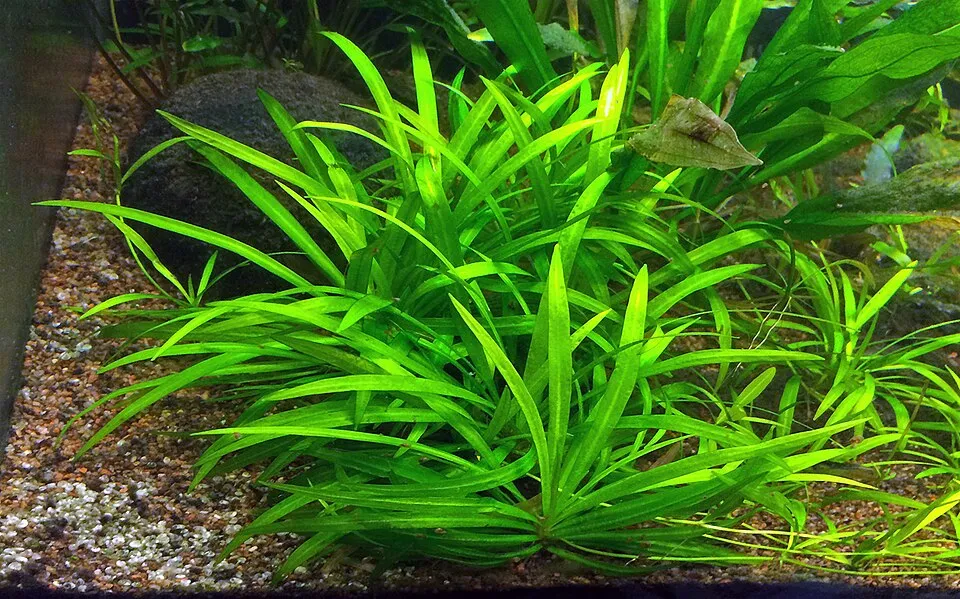 Small Sword Plant, Helanthium bolivianum (syn. Echinodorus quadricostatus var. magdalenensis), photographed in a Swedish aquarium. In the wild it is distributed throughout Central and South America.