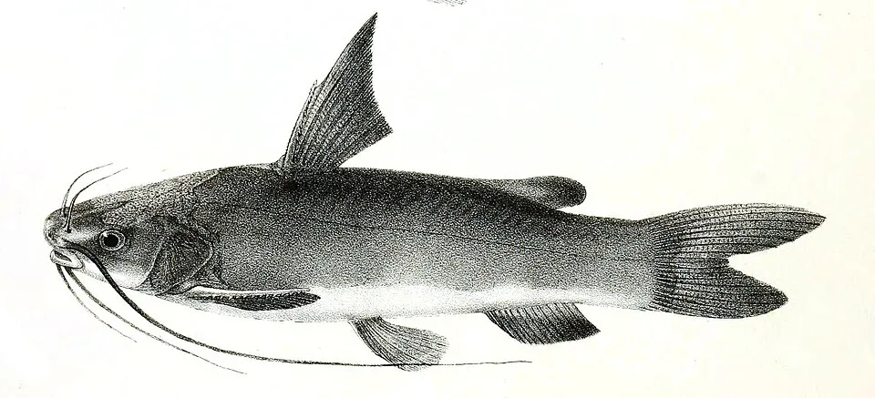 Mystus gulio syn. Macrones gulioThe species names / identity need verification. The original plates showed the fishes facing right and have been flipped here. Macrones gulio