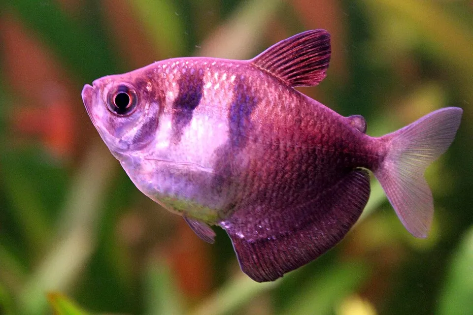 Gymnocorymbus ternetzi