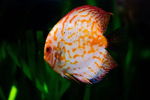 Cá đĩa vân đỏ trắng bơi trong bể thủy sinh