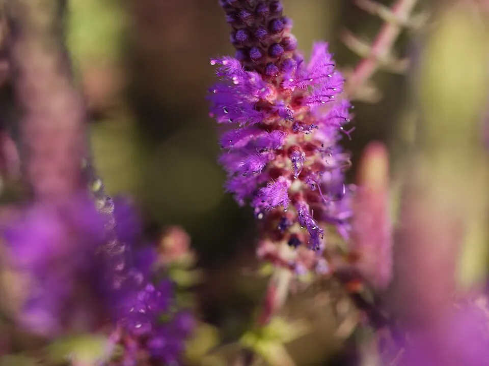Lamiaceae (mint family) » Pogostemon deccanensis po-go-STEM-on -- from the Greek pogon (beard) and stemon (thread, stamen) day-kahn-NEN-sis -- of or from Deccan peninsula, India commonly known as: Dec