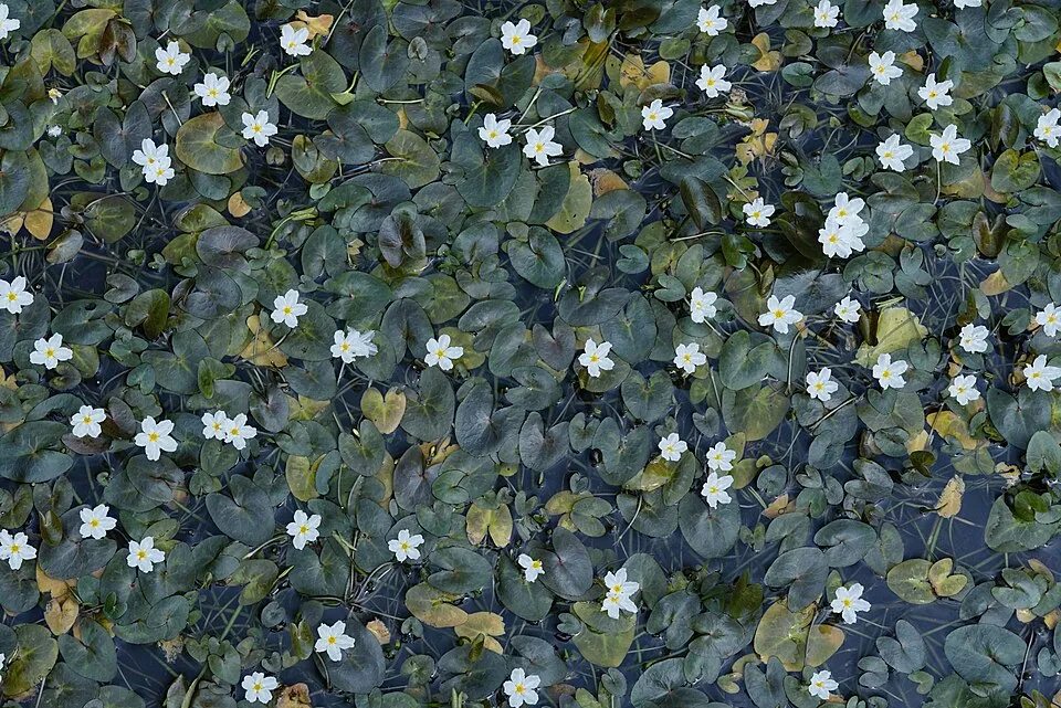 Nymphoides hydrophylla