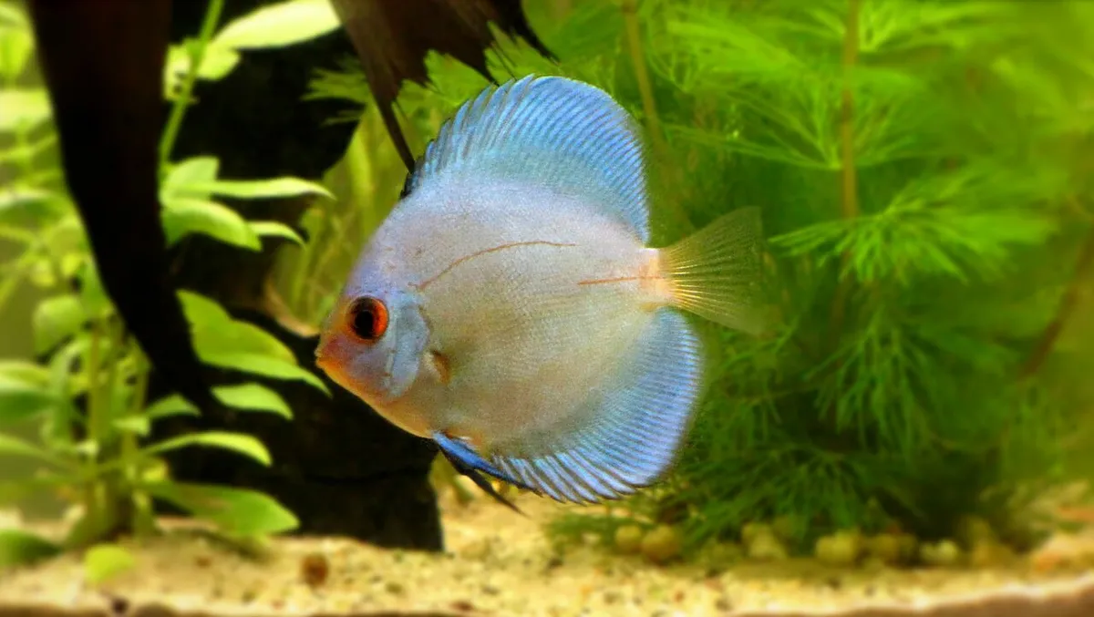 ปลาปอมปาดัวร์บลูไดมอนด์ (Blue Diamond discus)