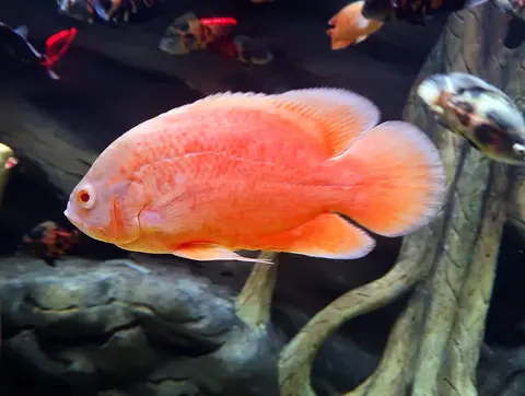 Oscar merah oranye berenang dekat akar pohon di akuarium