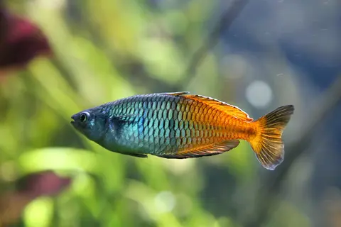 ปลาเรนโบว์โบสมานี