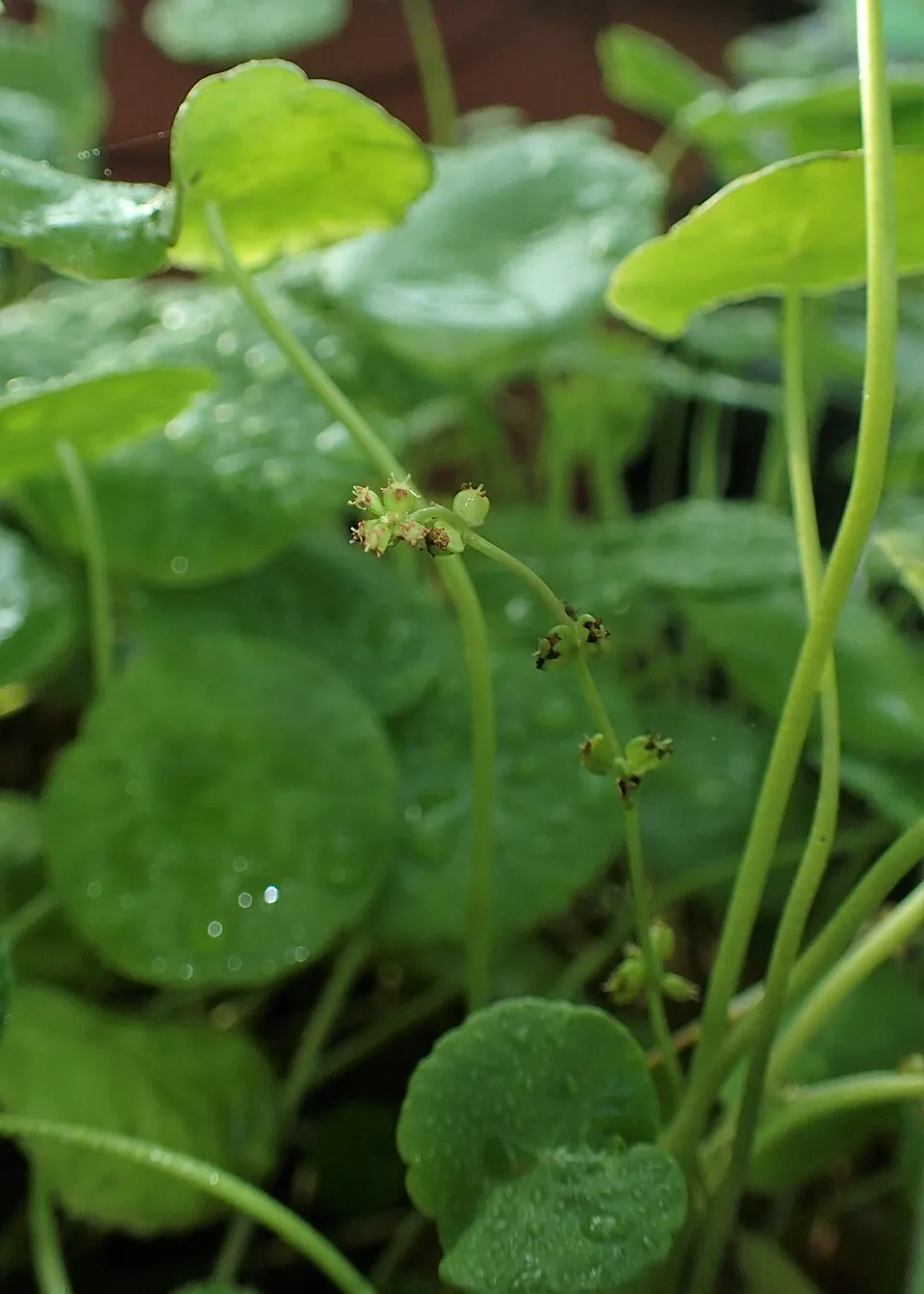 Hydrocotyle verticillata in Wrocław University Botanical Garden