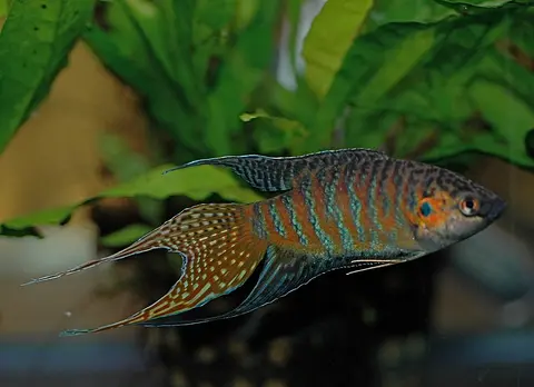 Ikan Paradise jantan bersirip panjang oranye berenang di akuarium tanaman