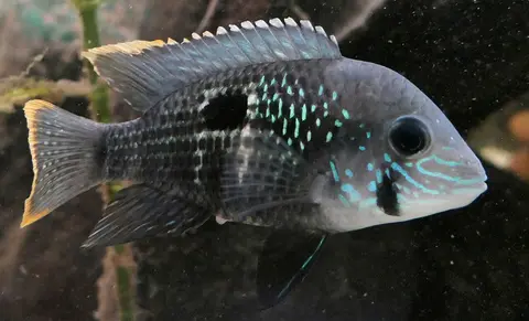 Green Terror