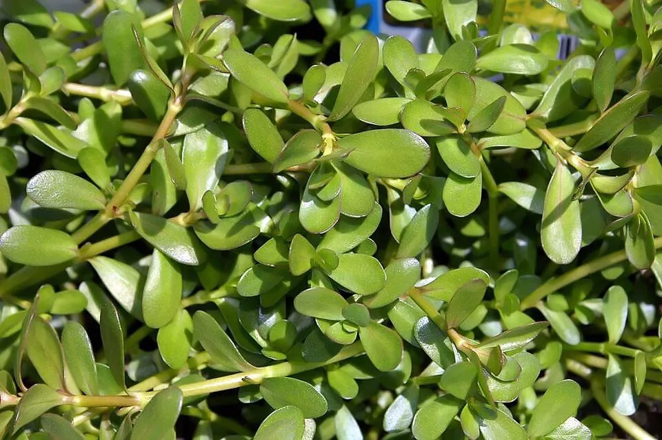 Location taken: Behnke Nurseries, Potomac MD USA. Names: Bacopa caroliniana (Walt.) B.L. Robins., Amerikanische Fettblatt, amerikanische Wasserysop, Bakopa Karoliska, Blue Hyssop, Blue Waterhyssop, Ca
