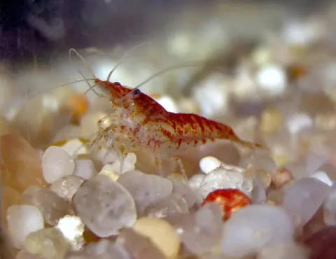 กุ้งเชอร์รี่สีแดงคลานบนกรวดสีอ่อนในตู้