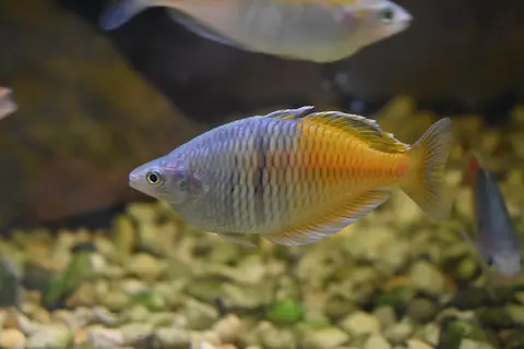 ปลาเรนโบว์โบสมานี