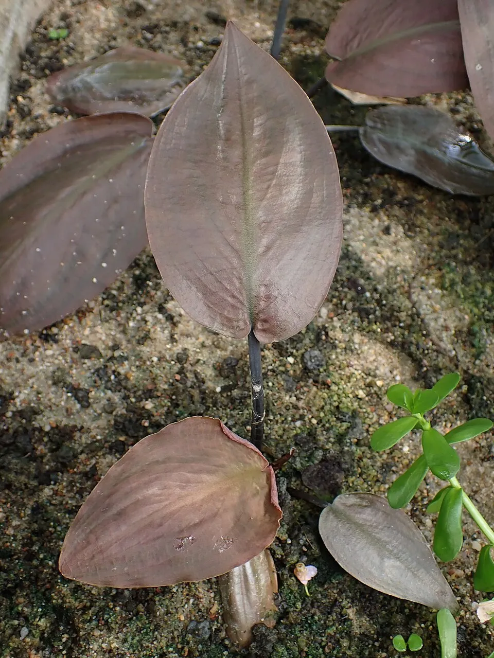 Lagenandra meeboldii đỏ, Lagenandra meeboldii