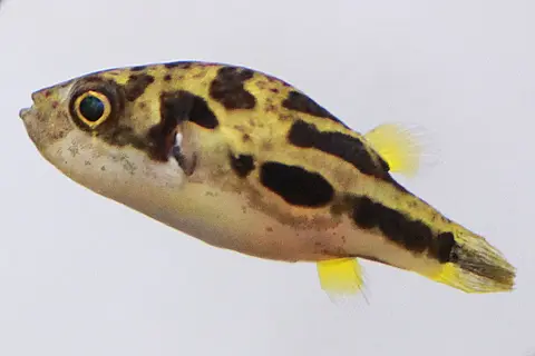 Pea Puffer jantan belang hitam bergaris kuning, foto jarak dekat