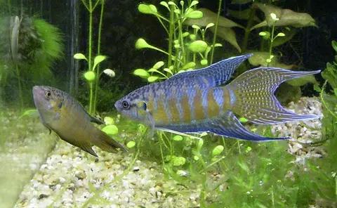 Ikan Paradise jantan berwarna biru berenang di antara tanaman air di akuarium