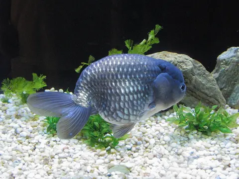Ikan mas Ranchu abu-abu kebiruan di akuarium tanaman dengan kerikil putih