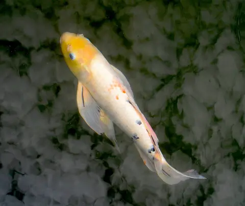 Ikan koi butterfly kuning putih berekor panjang tampak dari atas