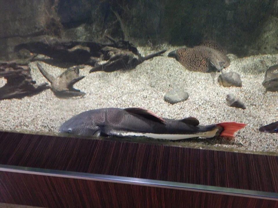 Redtail catfish in Gdynia Aquarium
