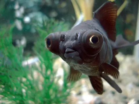 Ikan mas Black Moor tampak depan di akuarium tanaman air
