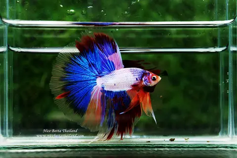 ปลากัดฮาล์ฟมูนตัวผู้ สีน้ำเงินและแดง ในตู้กระจก